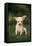 Chihuahua Puppy-DLILLC-Framed Stretched Canvas