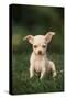 Chihuahua Puppy-DLILLC-Stretched Canvas