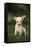 Chihuahua Puppy-DLILLC-Framed Stretched Canvas