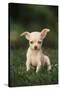 Chihuahua Puppy-DLILLC-Stretched Canvas