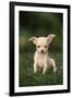 Chihuahua Puppy-DLILLC-Framed Premium Photographic Print