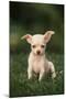 Chihuahua Puppy-DLILLC-Mounted Premium Photographic Print