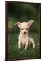 Chihuahua Puppy-DLILLC-Framed Premium Photographic Print