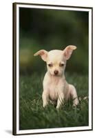 Chihuahua Puppy-DLILLC-Framed Premium Photographic Print