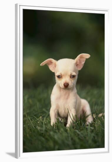 Chihuahua Puppy-DLILLC-Framed Premium Photographic Print