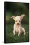 Chihuahua Puppy-DLILLC-Framed Stretched Canvas