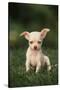 Chihuahua Puppy-DLILLC-Stretched Canvas