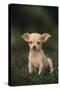 Chihuahua Puppy-DLILLC-Stretched Canvas