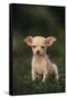 Chihuahua Puppy-DLILLC-Framed Stretched Canvas