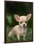 Chihuahua Puppy-null-Framed Photographic Print