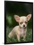 Chihuahua Puppy-null-Framed Photographic Print