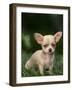 Chihuahua Puppy-null-Framed Photographic Print