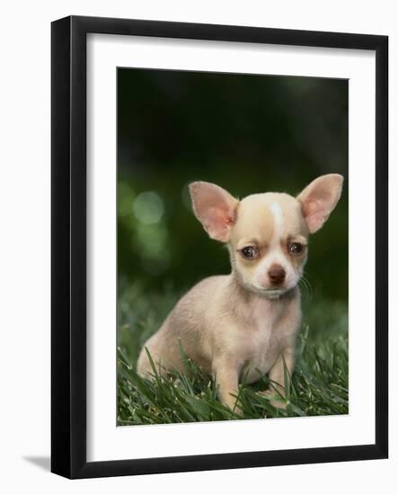 Chihuahua Puppy-null-Framed Photographic Print