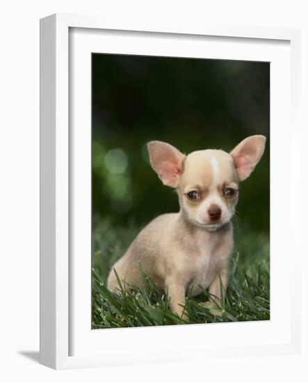 Chihuahua Puppy-null-Framed Photographic Print