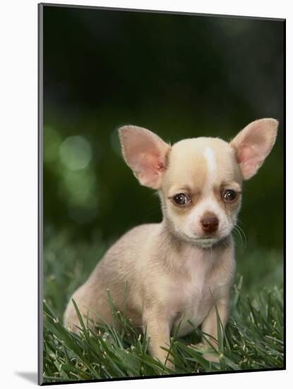 Chihuahua Puppy-null-Mounted Photographic Print