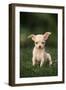 Chihuahua Puppy-DLILLC-Framed Photographic Print