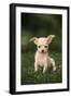 Chihuahua Puppy-DLILLC-Framed Photographic Print