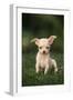 Chihuahua Puppy-DLILLC-Framed Photographic Print