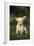 Chihuahua Puppy-DLILLC-Framed Photographic Print