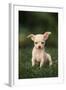 Chihuahua Puppy-DLILLC-Framed Photographic Print