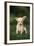 Chihuahua Puppy-DLILLC-Framed Photographic Print