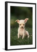 Chihuahua Puppy-DLILLC-Framed Photographic Print