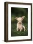 Chihuahua Puppy-DLILLC-Framed Photographic Print