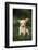 Chihuahua Puppy-DLILLC-Framed Photographic Print