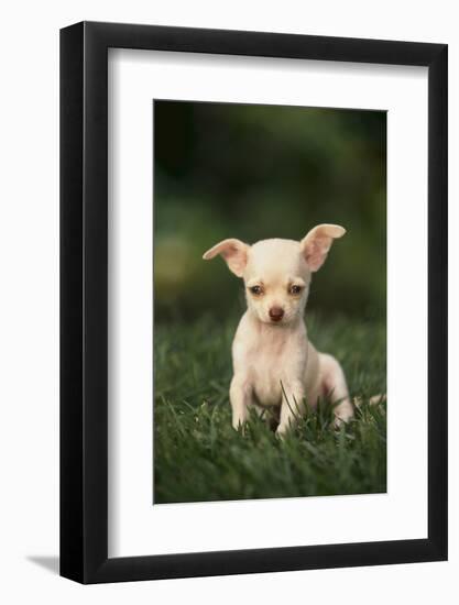 Chihuahua Puppy-DLILLC-Framed Photographic Print