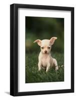 Chihuahua Puppy-DLILLC-Framed Photographic Print