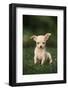 Chihuahua Puppy-DLILLC-Framed Photographic Print