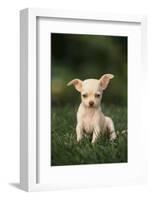 Chihuahua Puppy-DLILLC-Framed Photographic Print