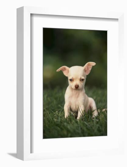 Chihuahua Puppy-DLILLC-Framed Photographic Print