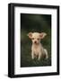 Chihuahua Puppy-DLILLC-Framed Photographic Print