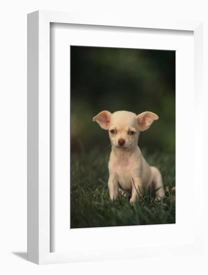 Chihuahua Puppy-DLILLC-Framed Photographic Print