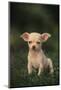 Chihuahua Puppy-DLILLC-Mounted Photographic Print