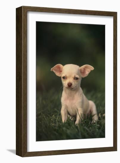 Chihuahua Puppy-DLILLC-Framed Photographic Print