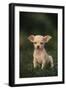 Chihuahua Puppy-DLILLC-Framed Photographic Print