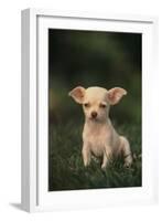 Chihuahua Puppy-DLILLC-Framed Photographic Print