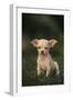 Chihuahua Puppy-DLILLC-Framed Photographic Print