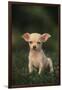 Chihuahua Puppy-DLILLC-Framed Photographic Print