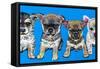 Chihuahua Pups-Carolee Vitaletti-Framed Stretched Canvas