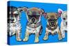 Chihuahua Pups-Carolee Vitaletti-Stretched Canvas