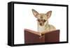 Chihuahua Reading a Book Wearing Glasses-null-Framed Stretched Canvas