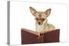 Chihuahua Reading a Book Wearing Glasses-null-Stretched Canvas