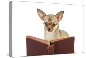 Chihuahua Reading a Book Wearing Glasses-null-Stretched Canvas