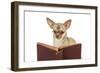 Chihuahua Reading a Book Wearing Glasses-null-Framed Photographic Print