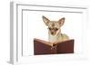 Chihuahua Reading a Book Wearing Glasses-null-Framed Photographic Print