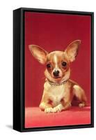 Chihuahua, Retro-null-Framed Stretched Canvas