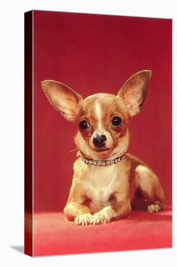 Chihuahua, Retro-null-Stretched Canvas